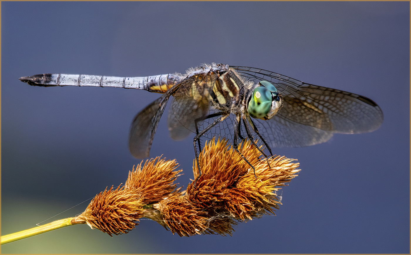 Assigned In Class G By Melanie Bradley For  Lighter Than Air NOV-2020.jpg